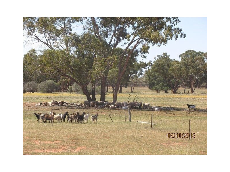 * Ashleigh Downs, Cobar NSW 2835