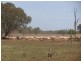 * Ashleigh Downs, Cobar NSW 2835