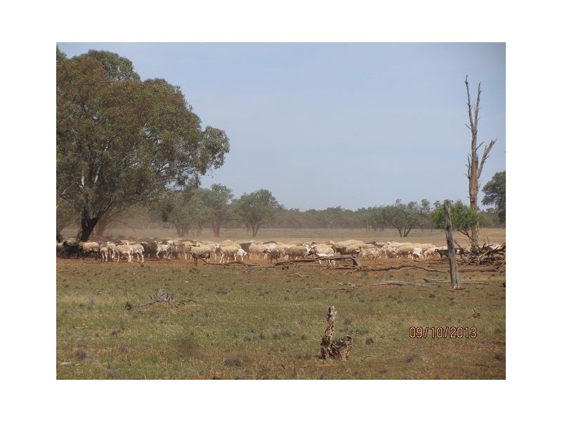 * Ashleigh Downs, Cobar NSW 2835