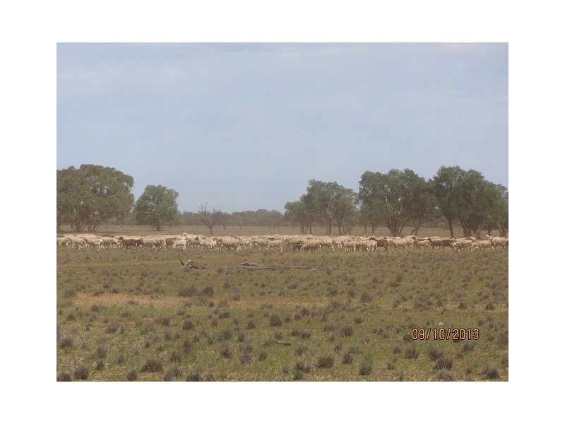 * Ashleigh Downs, Cobar NSW 2835
