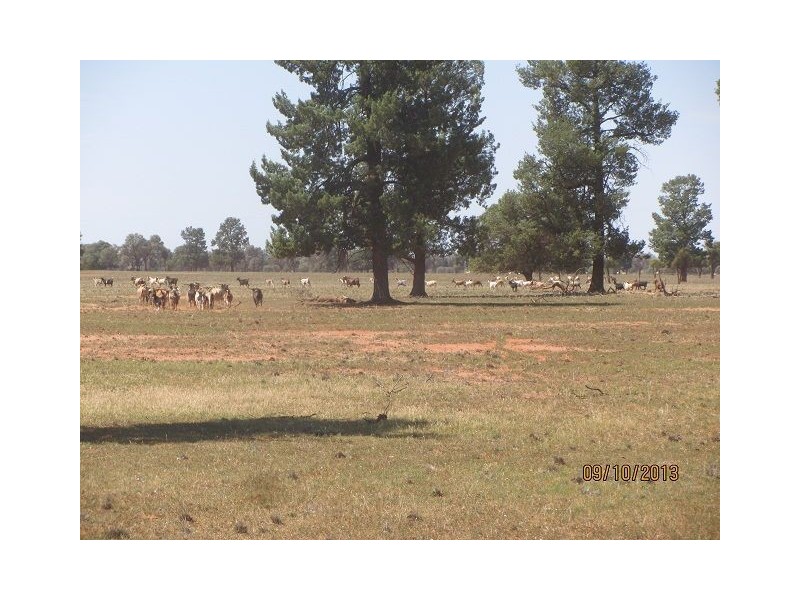 * Ashleigh Downs, Cobar NSW 2835