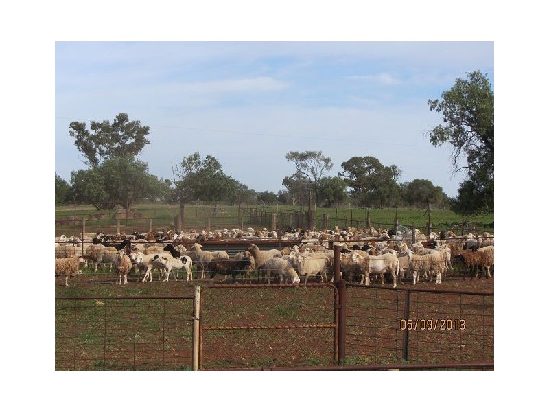 * The Meadows, Cobar NSW 2835