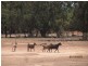 * Currawatha, Cobar NSW 2835
