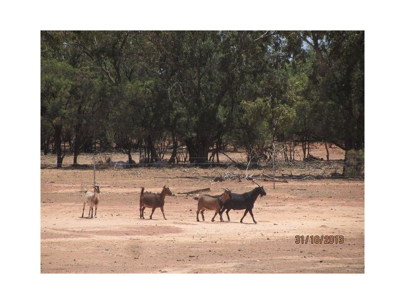 * Currawatha, Cobar NSW 2835