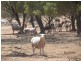 * Currawatha, Cobar NSW 2835