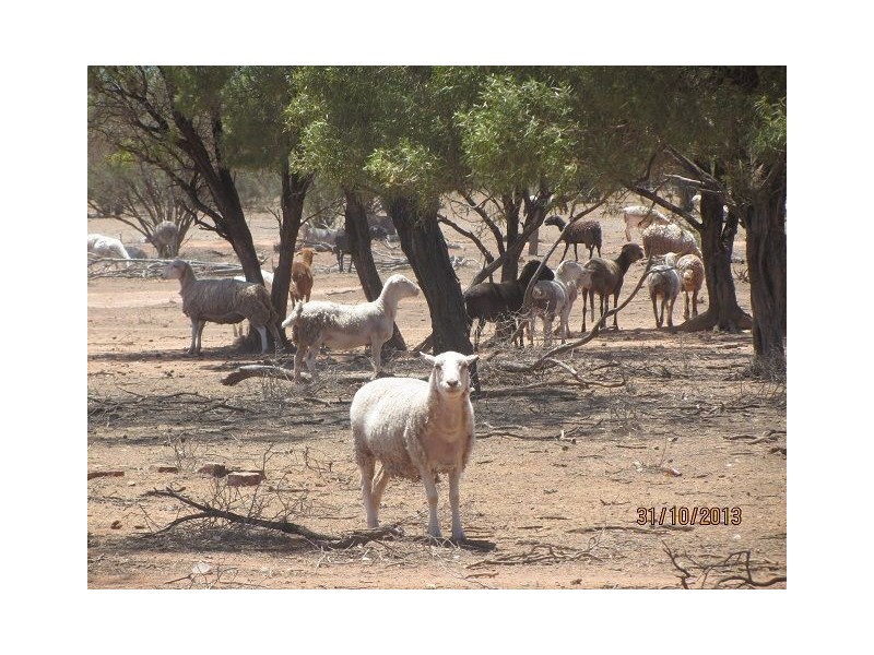 * Currawatha, Cobar NSW 2835