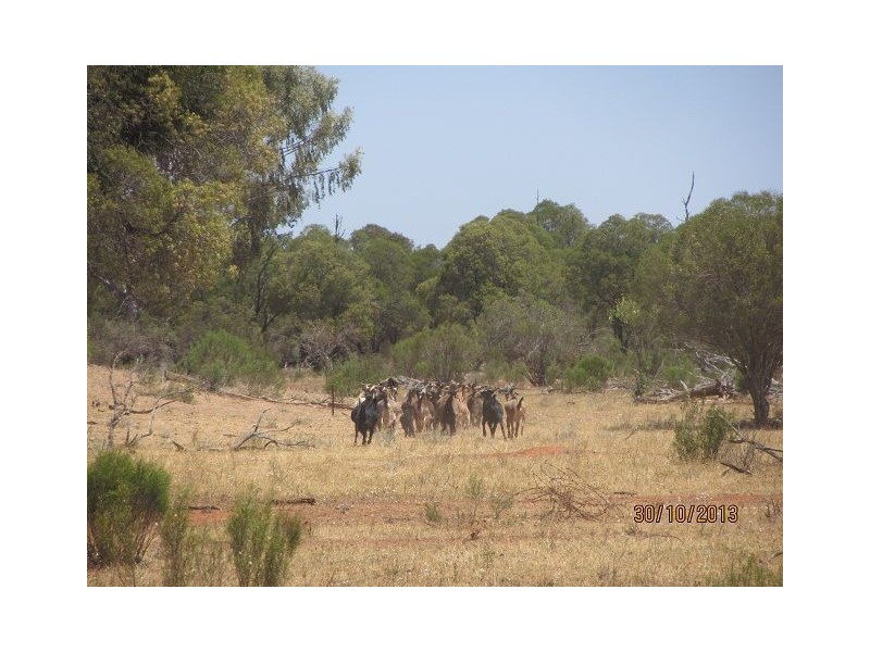 * Currawatha, Cobar NSW 2835