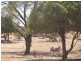 * Currawatha, Cobar NSW 2835
