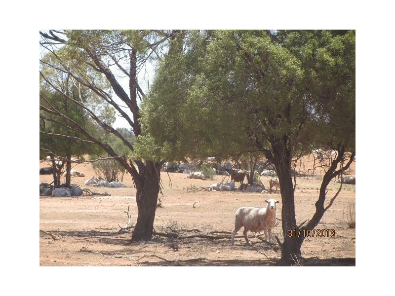 * Currawatha, Cobar NSW 2835