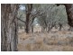 * Newmans on the Darling, Tilpa, Cobar NSW 2835