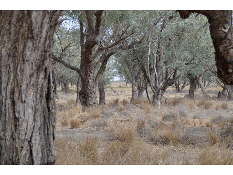 * Newmans on the Darling, Tilpa, Cobar NSW 2835