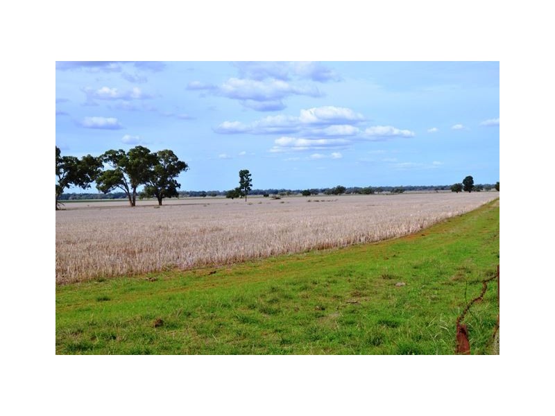 * Worrongorrah, Condobolin NSW 2877