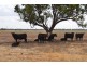 * Worrongorrah, Condobolin NSW 2877