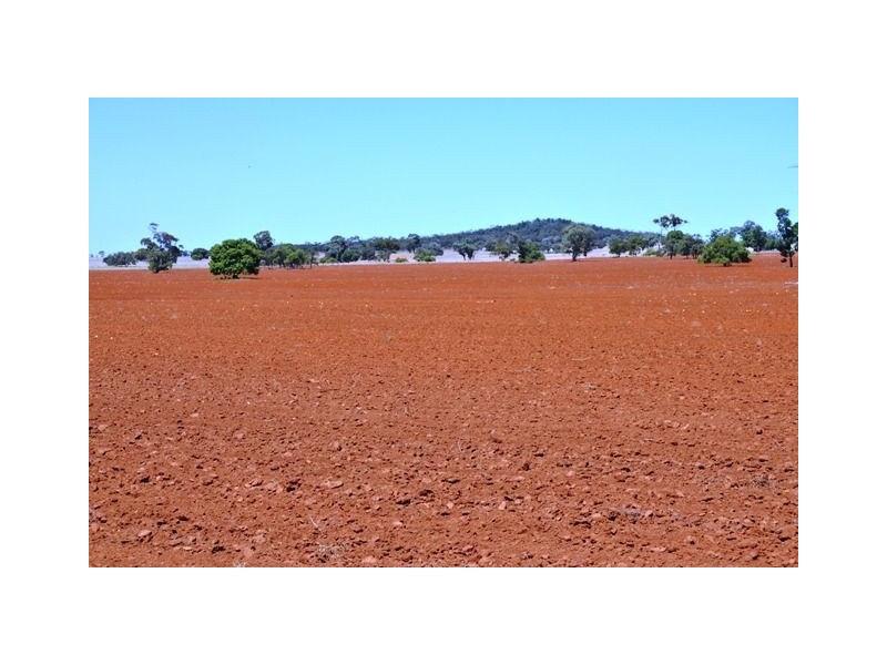 * Palisthan, Condobolin NSW 2877