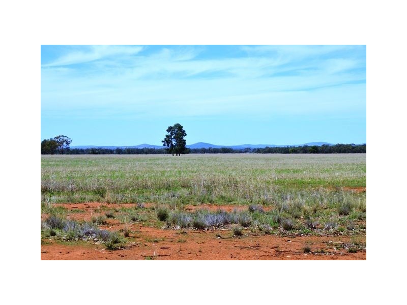* Palisthan, Condobolin NSW 2877