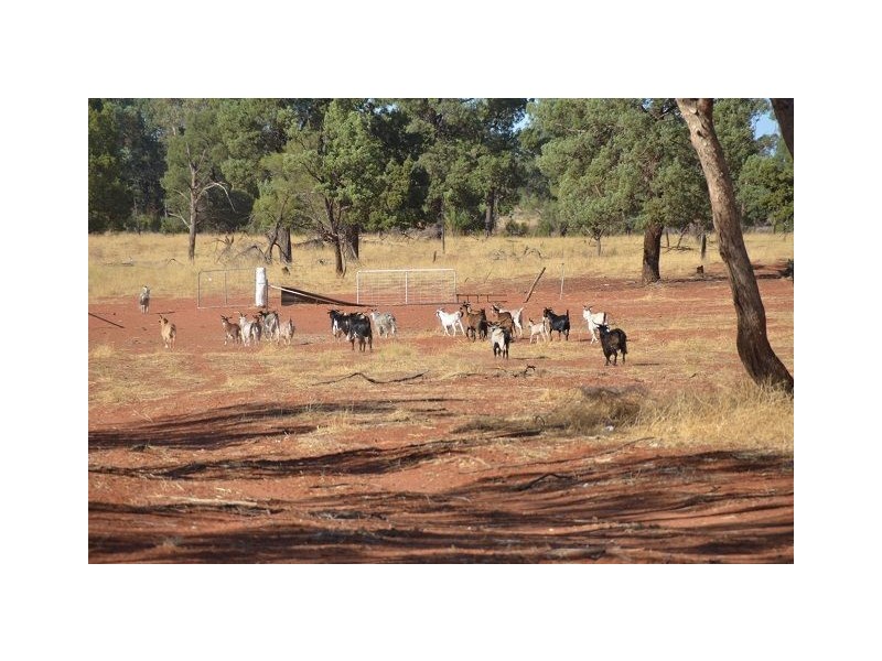 * Bulla Bulla, Cobar NSW 2835