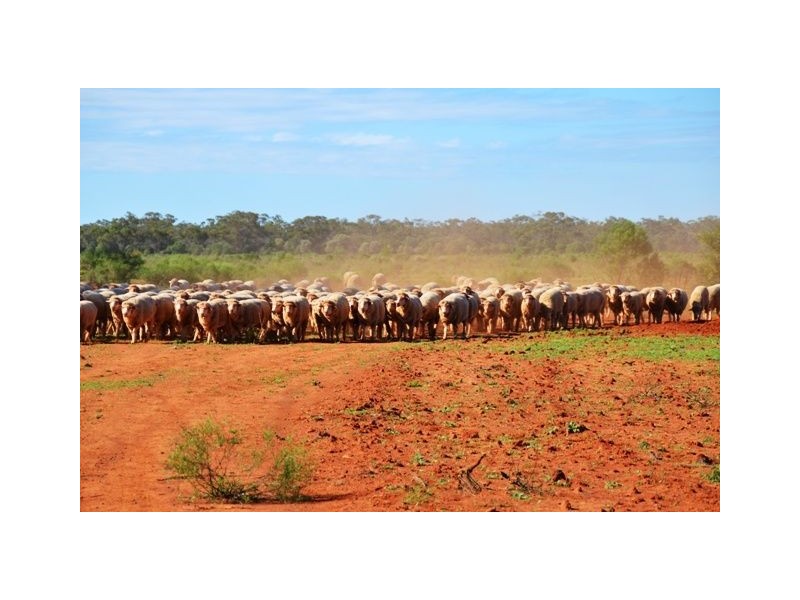 * Box Vale, Cobar NSW 2835