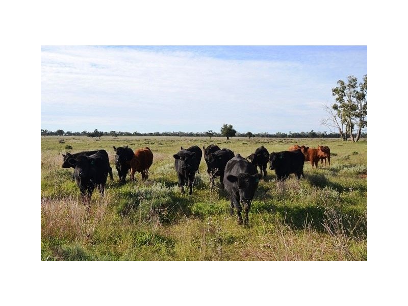 * Miradong, Nyngan NSW 2825