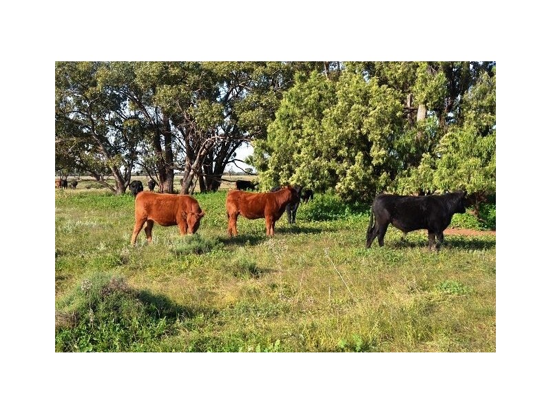 * Miradong, Nyngan NSW 2825