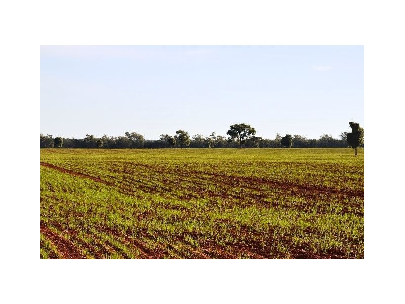 * Miradong, Nyngan NSW 2825