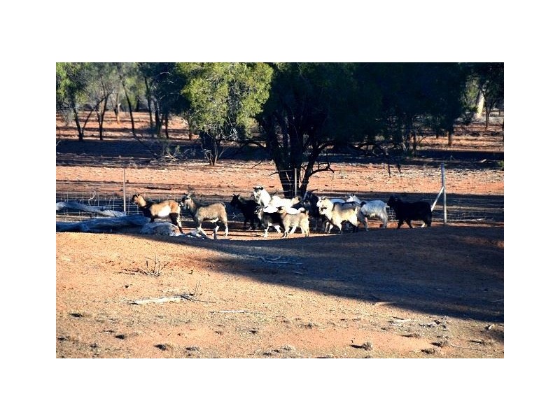 * The Top Block, Cobar NSW 2835