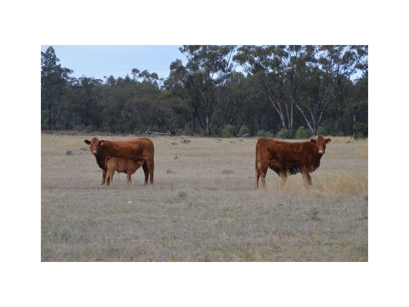 * The Additional, Tottenham NSW 2873