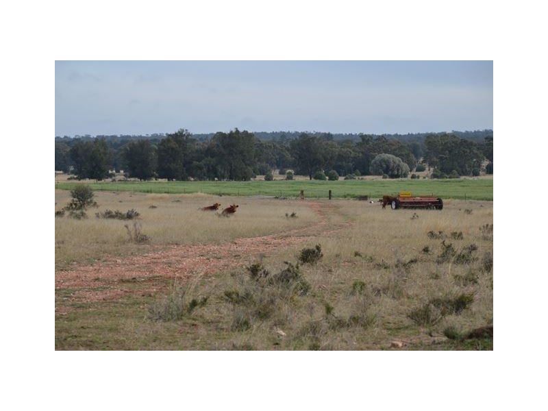 * The Additional, Tottenham NSW 2873