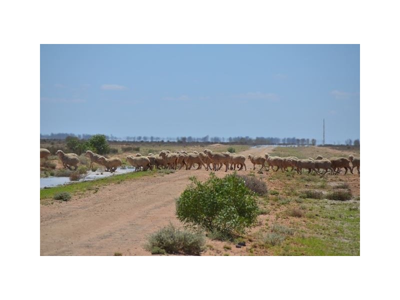 * Keelambara, Tilpa NSW 2840