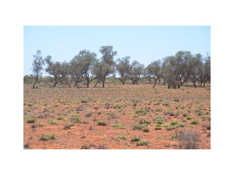 * Keelambara, Tilpa NSW 2840