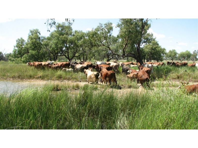 * Comeroo Station, Bourke NSW 2840