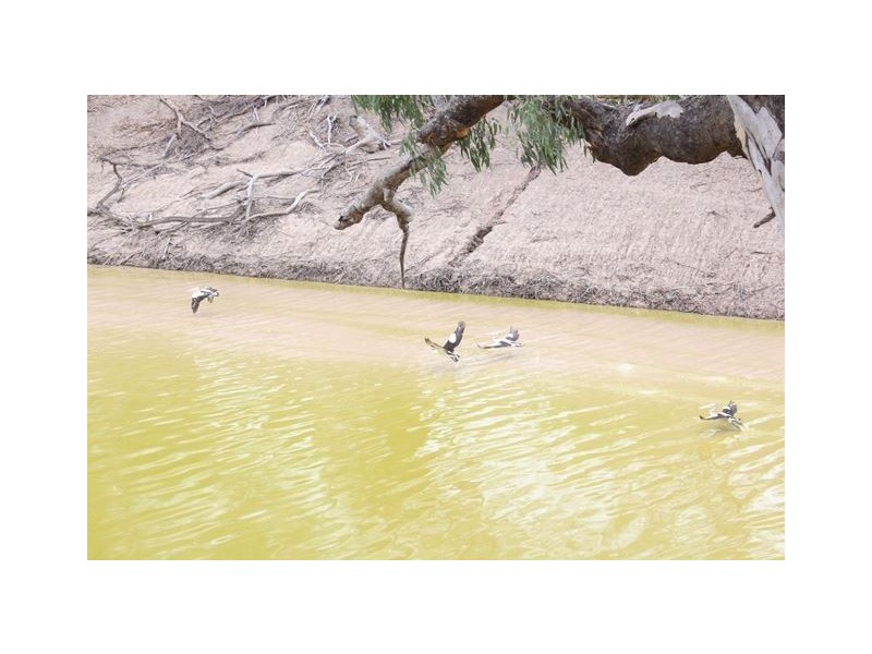 Gulla Paddock, Cobar NSW 2835