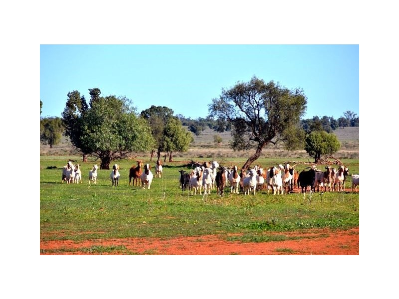 * Kallara, Nyngan NSW 2825