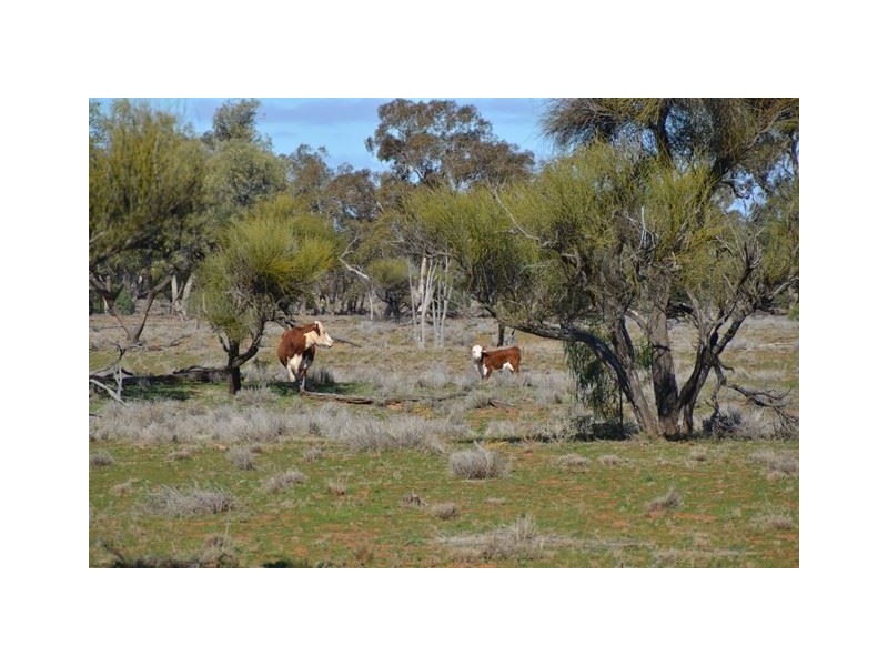 * Brambah, Cobar NSW 2835