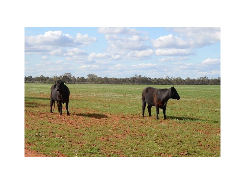 * Marigold, Cobar NSW 2835