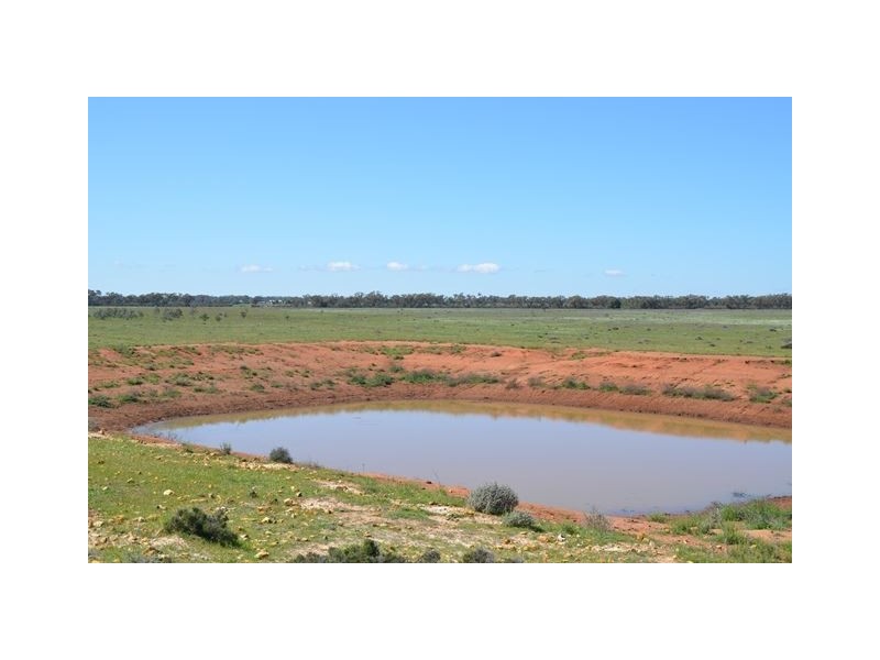 * Marigold, Cobar NSW 2835