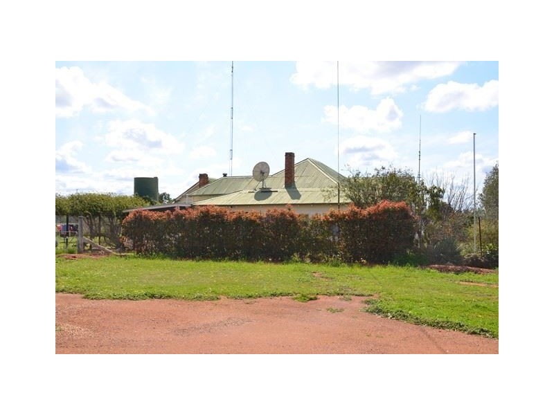 * Marigold, Cobar NSW 2835