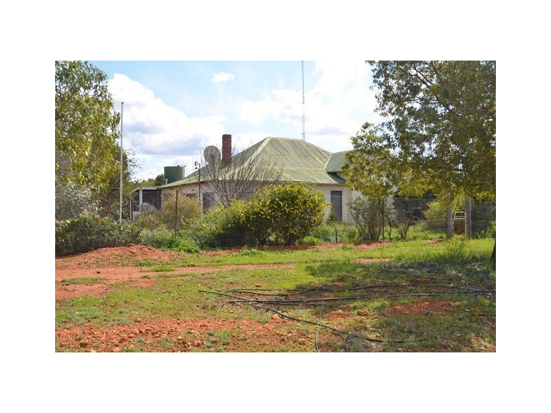 * Marigold, Cobar NSW 2835