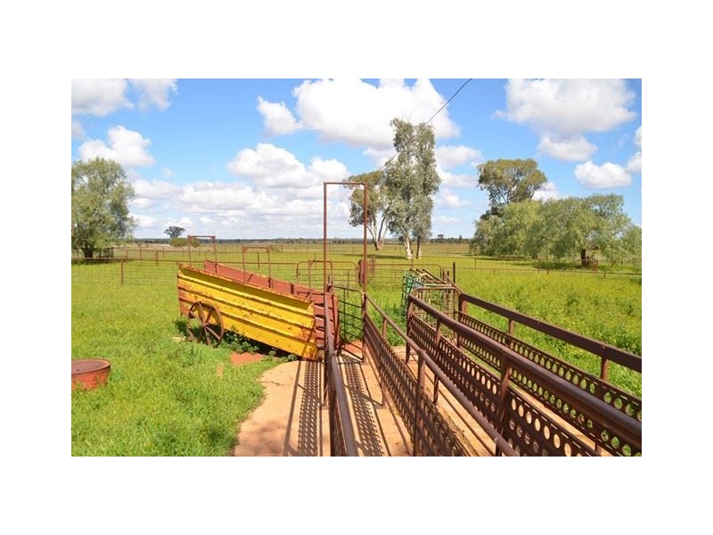 * Marigold, Cobar NSW 2835