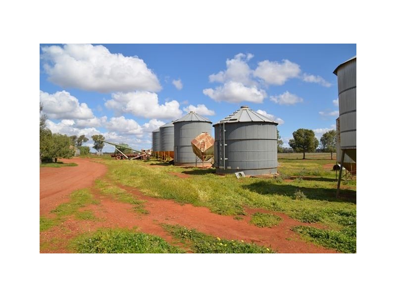 * Marigold, Cobar NSW 2835