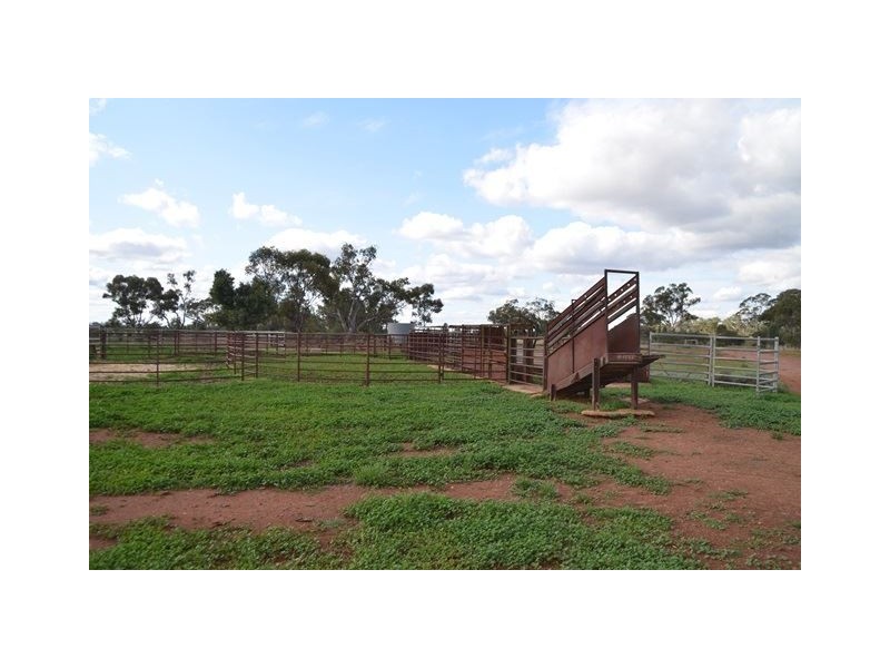 * Marigold, Cobar NSW 2835