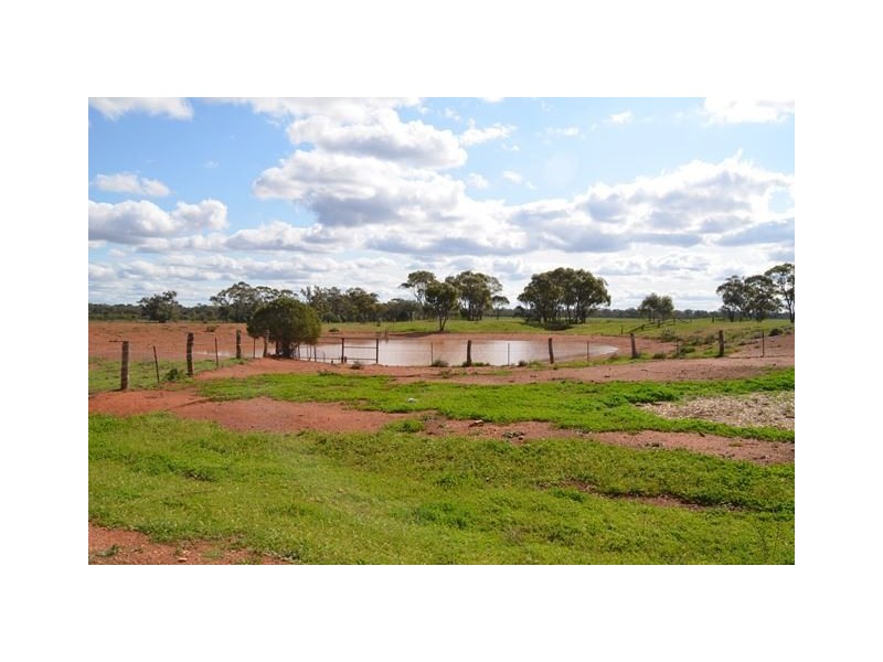 * Marigold, Cobar NSW 2835