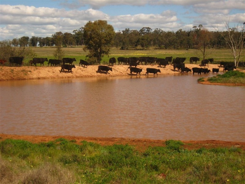 * Wilga, Albert NSW 2873
