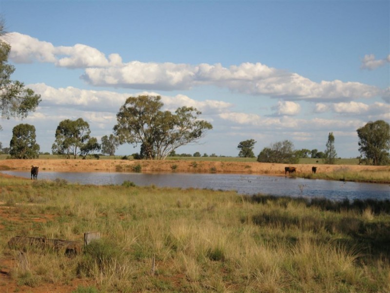 * Wilga, Albert NSW 2873