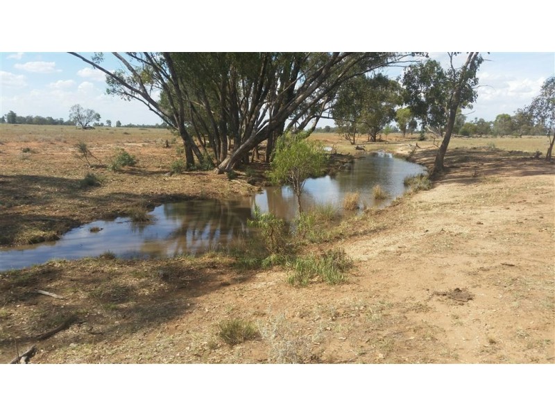 * Wilga, Albert NSW 2873