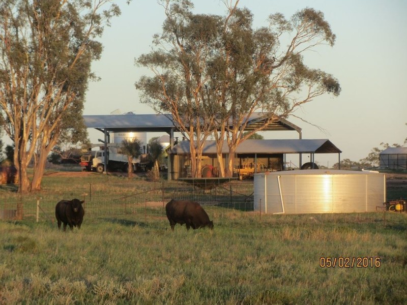 * Wilga, Albert NSW 2873