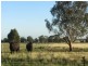 * Wilga, Albert NSW 2873
