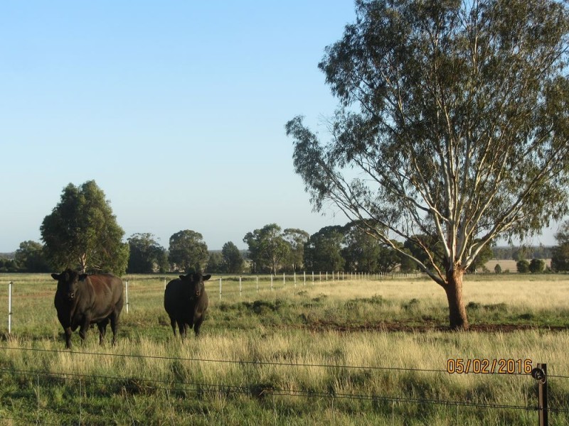 * Wilga, Albert NSW 2873