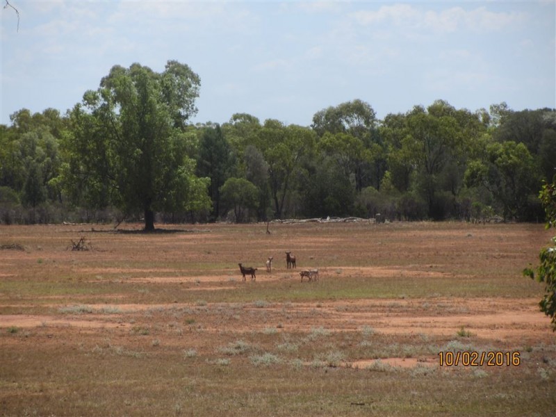 * Boorooma, Cobar NSW 2835