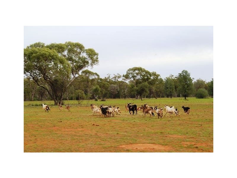 * Back Booroomugga, Cobar NSW 2835
