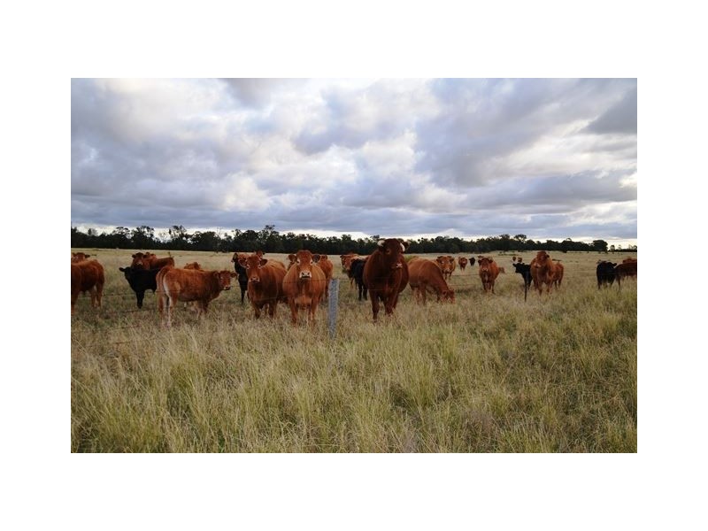 ‘Westbrook 44L Maiala Road, Eumungerie, Dubbo NSW 2830